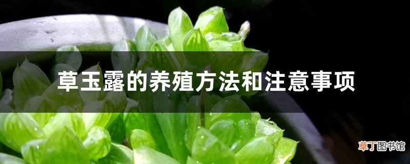 草玉露的养殖方法和注意事项