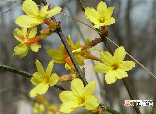 迎春花是什么颜色
