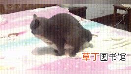 公猫总去咬三个月小猫的脖子 公猫为什么咬母猫