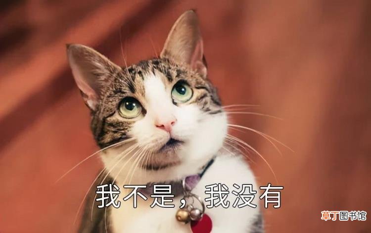公猫总去咬三个月小猫的脖子 公猫为什么咬母猫