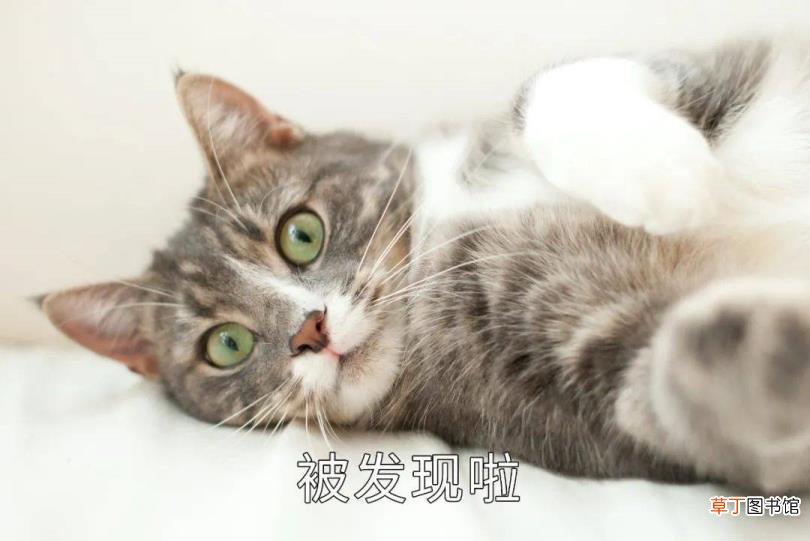 公猫总去咬三个月小猫的脖子 公猫为什么咬母猫