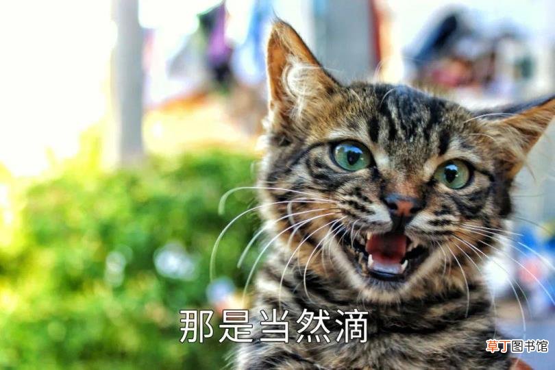 公猫总去咬三个月小猫的脖子 公猫为什么咬母猫