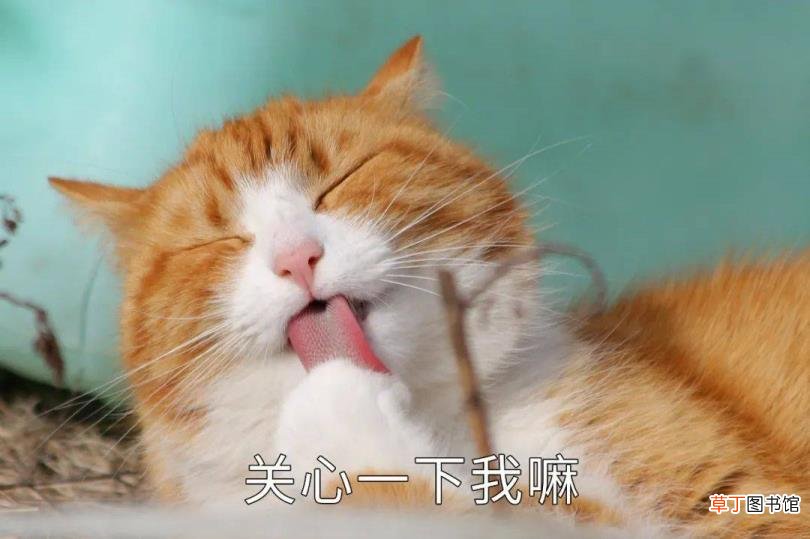 公猫总去咬三个月小猫的脖子 公猫为什么咬母猫