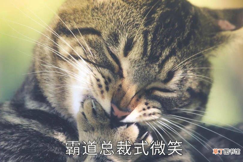 公猫总去咬三个月小猫的脖子 公猫为什么咬母猫
