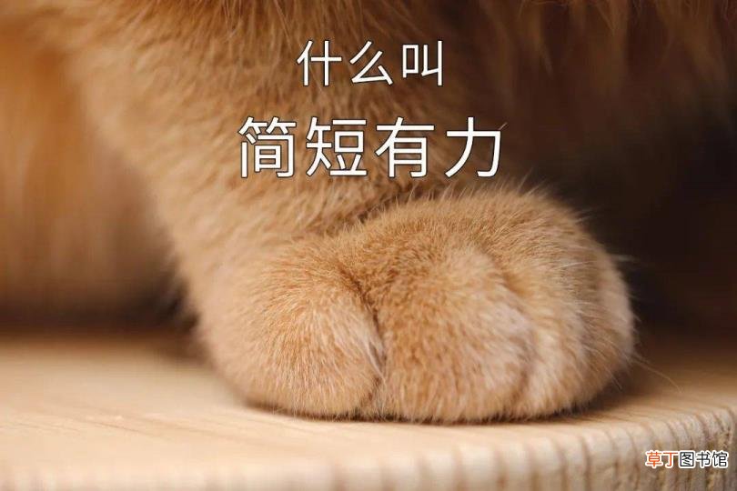 公猫总去咬三个月小猫的脖子 公猫为什么咬母猫