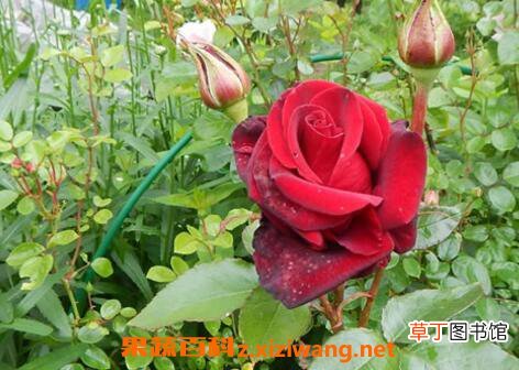 野玫瑰的功效与作用