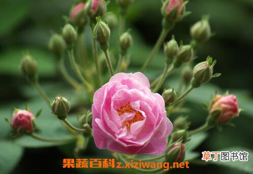 野玫瑰的功效与作用