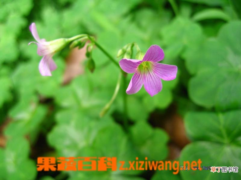 金钱草是什么 金钱草的功效作用与副作用