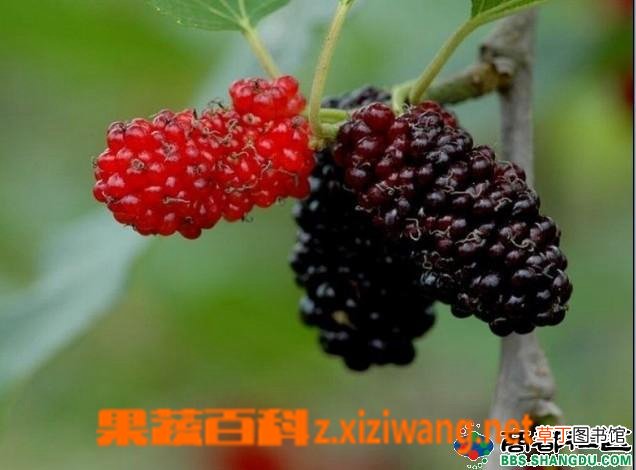 女贞子的功效作用与药用价值