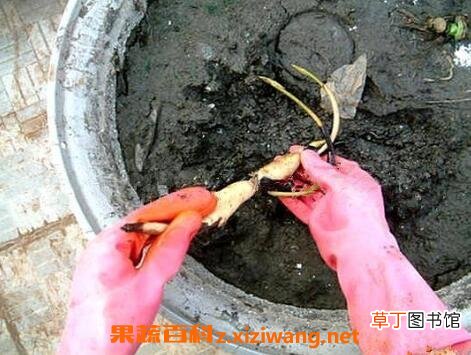 碗莲藕根如何养殖 碗莲藕根的种植方法