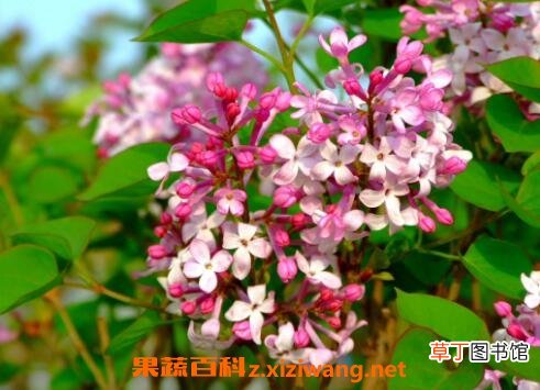 丁香花的种植方法以及养殖技巧