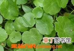 金钱草的功效与作用有哪些