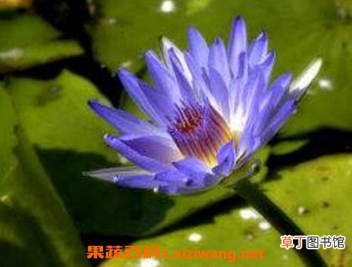 如何养殖块状睡莲 块状睡莲的种植方法技巧