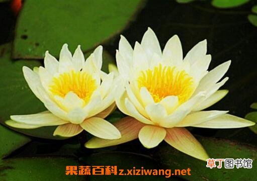 睡莲怎么养殖 睡莲的种植方法技巧