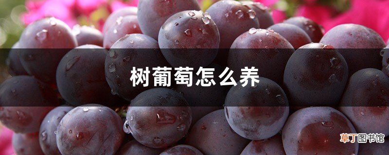树葡萄怎么养