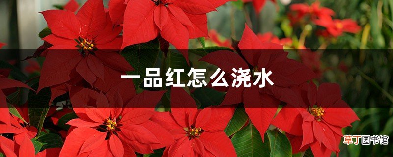 一品红怎么浇水