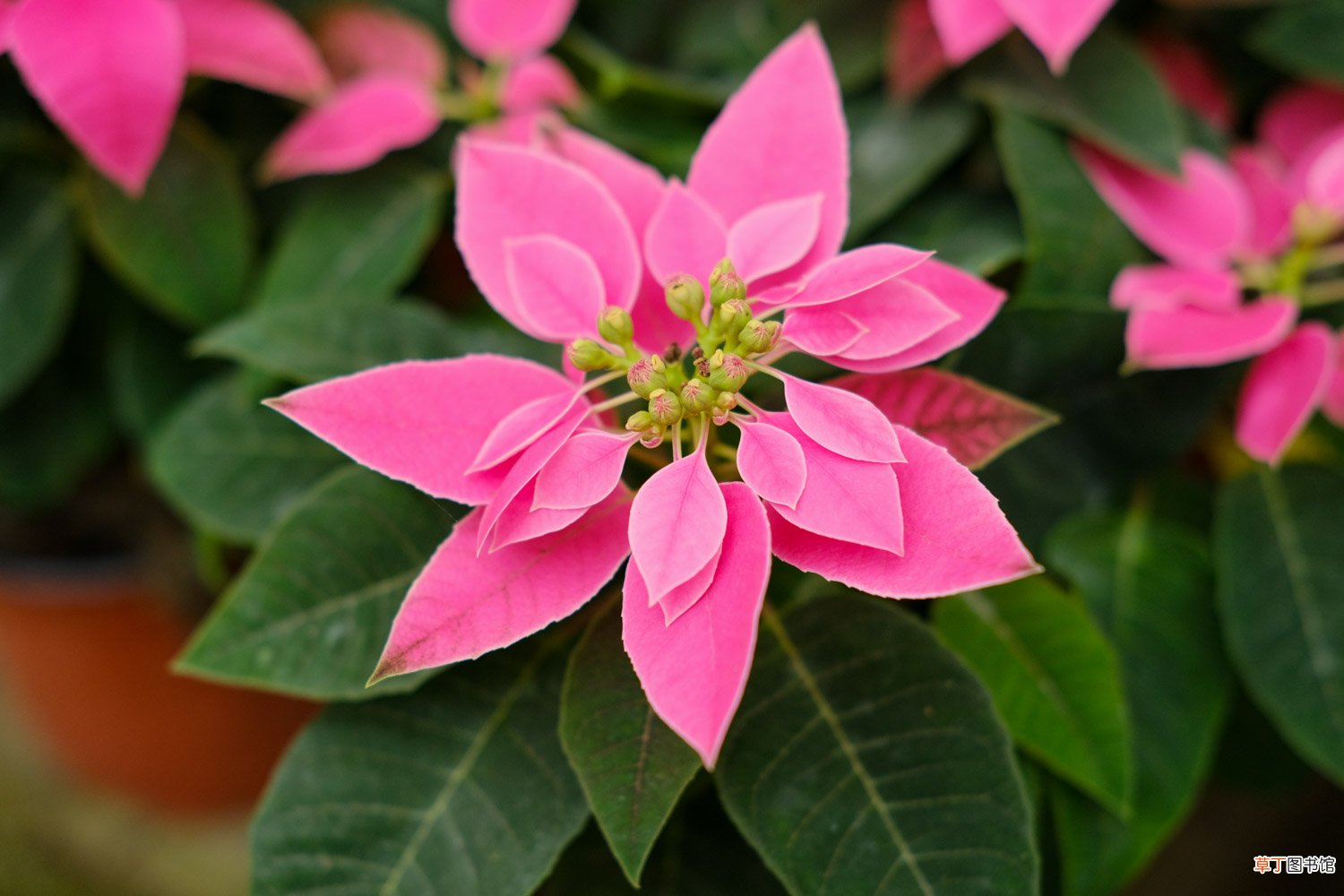 一品红怎么浇水