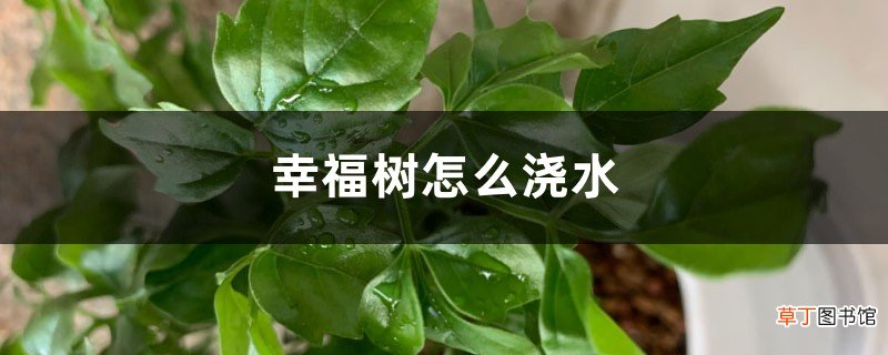 幸福树怎么浇水