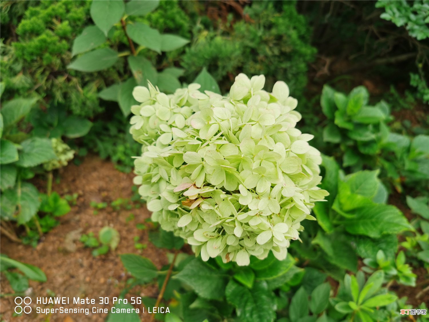 绣球花秋天怎么种植