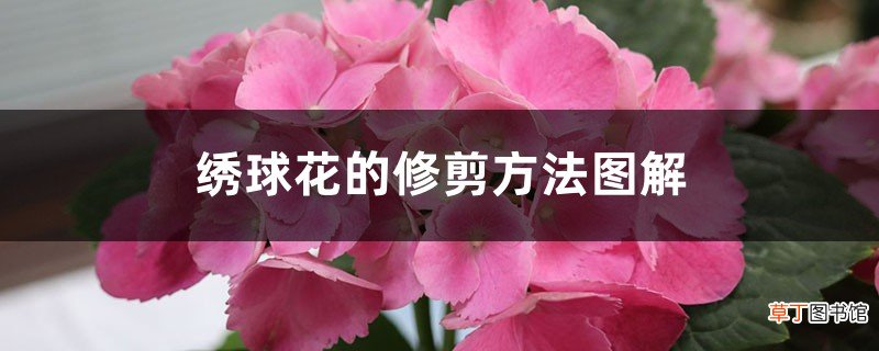 绣球花的修剪方法图解，什么时间修剪