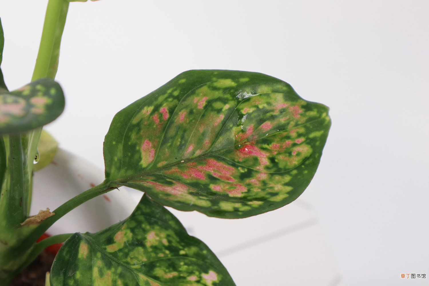 花叶万年青冬季如何管理