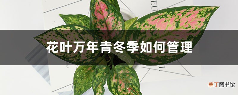 花叶万年青冬季如何管理