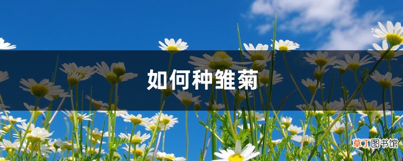 如何种雏菊