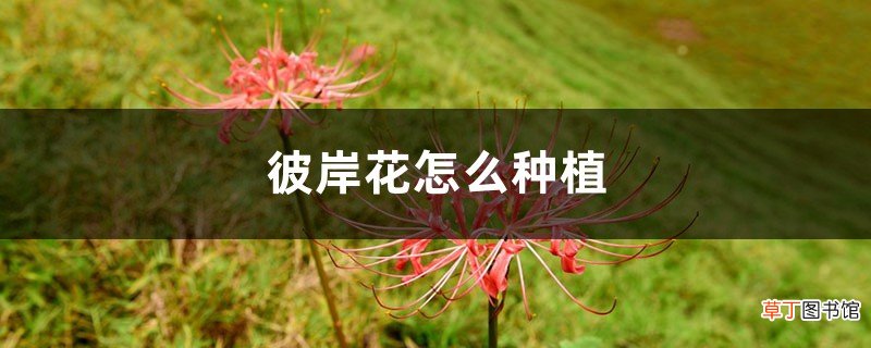 彼岸花怎么种植方法