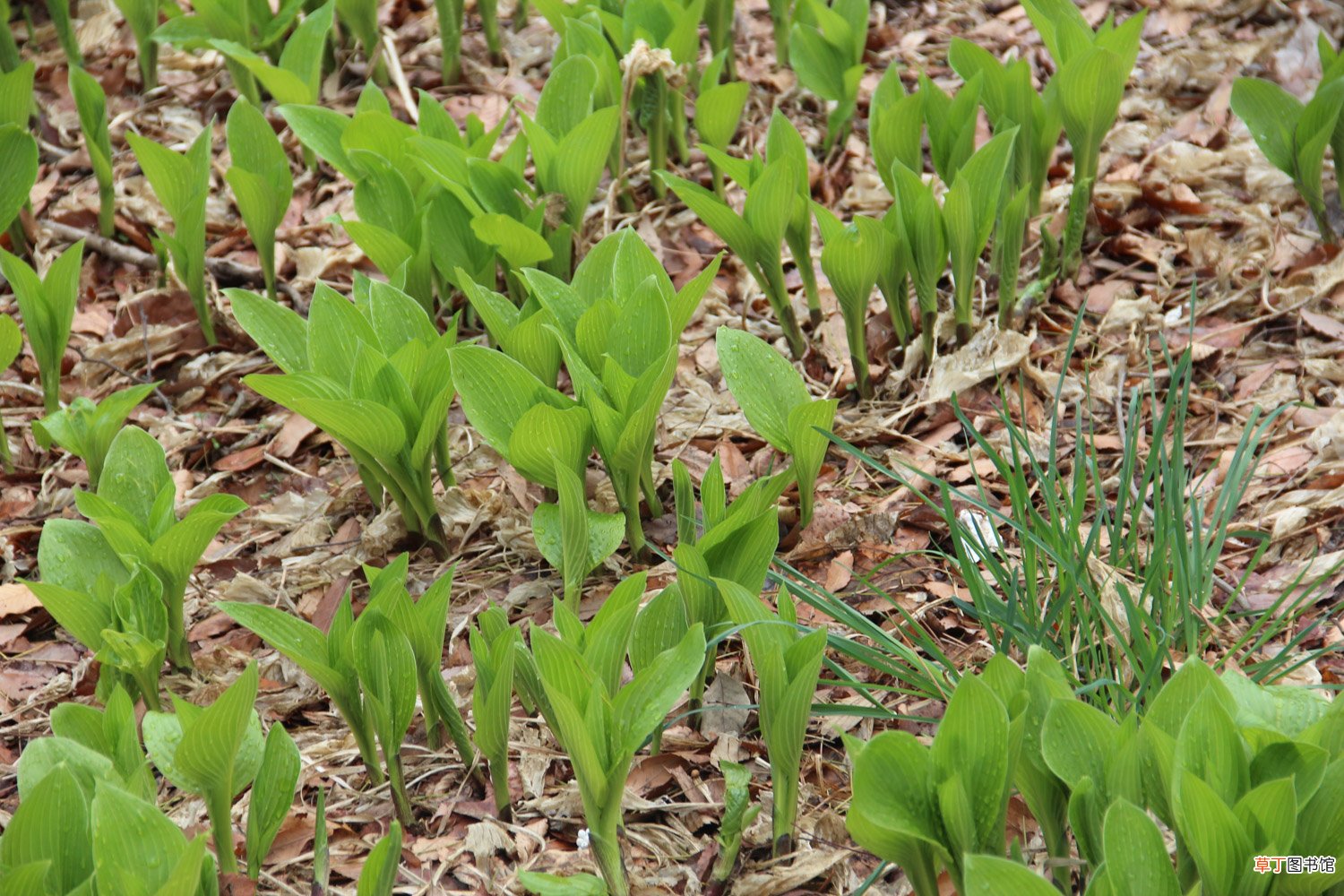 玉簪花能水养吗，怎么水养