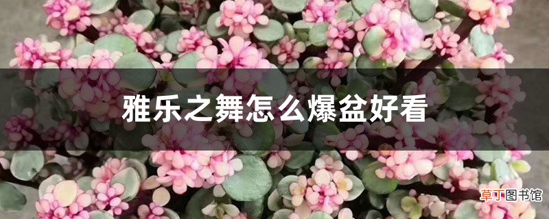 雅乐之舞怎么爆盆好看
