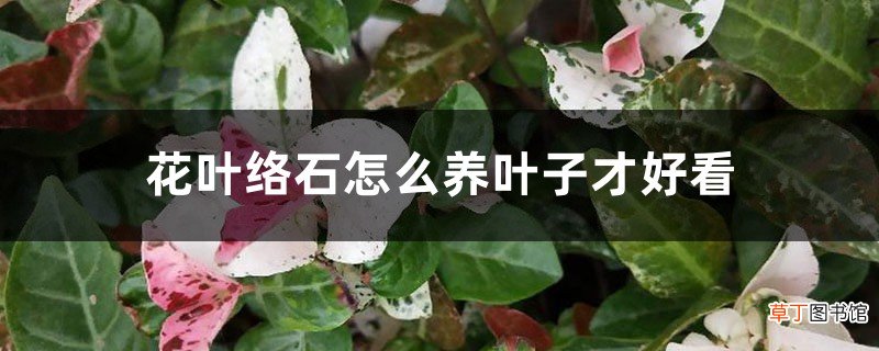 花叶络石怎么养叶子才好看
