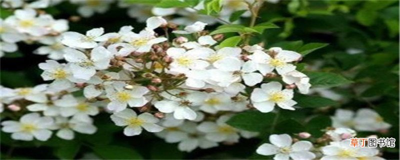 荼靡花该怎么养