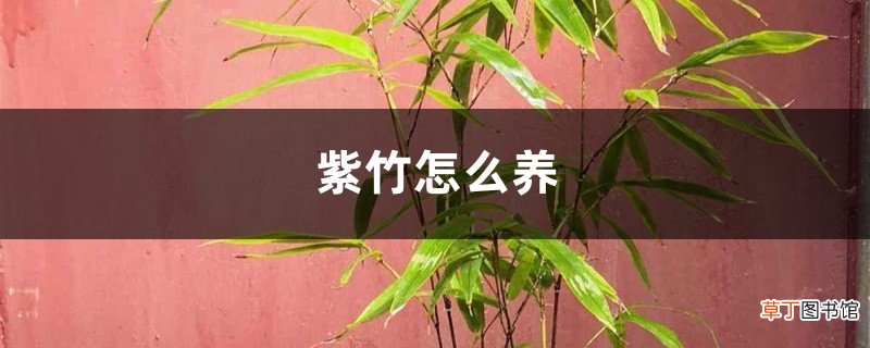 紫竹怎么养