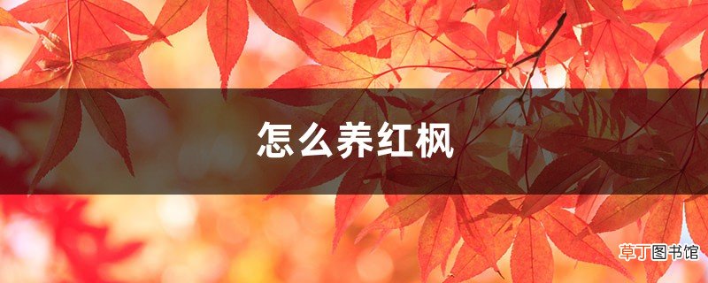 怎么养红枫