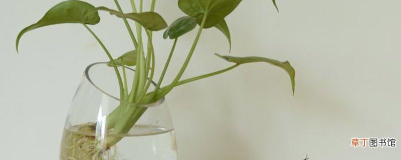 水培植物怎么养