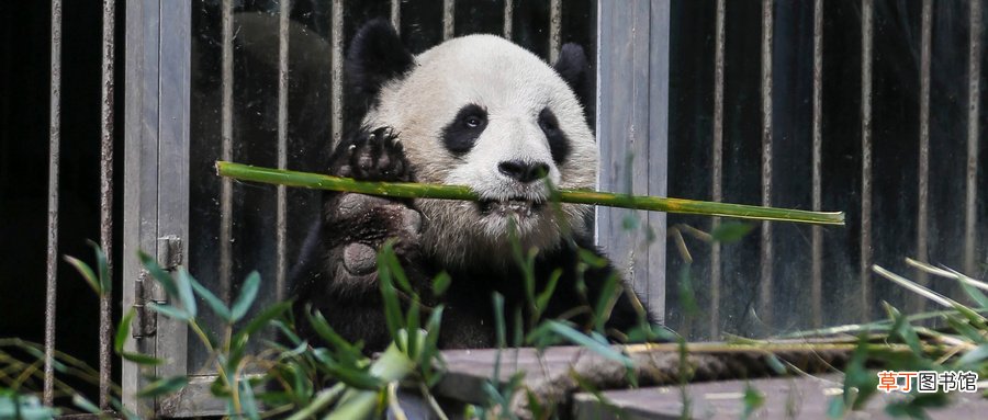 为什么熊猫吃竹子