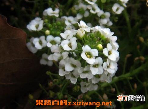 香雪球种子怎么种 香雪球怎么养