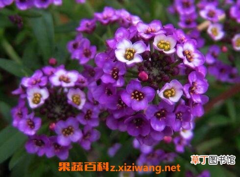 香雪球种子怎么种 香雪球怎么养