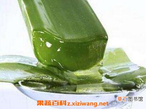 如何用芦荟涂脸 新鲜芦荟涂脸正确方法