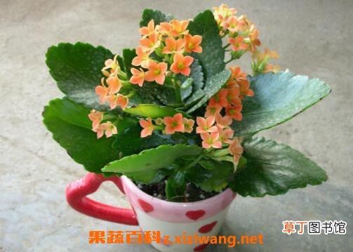 长寿花的养殖方法 养殖长寿花要注意什么