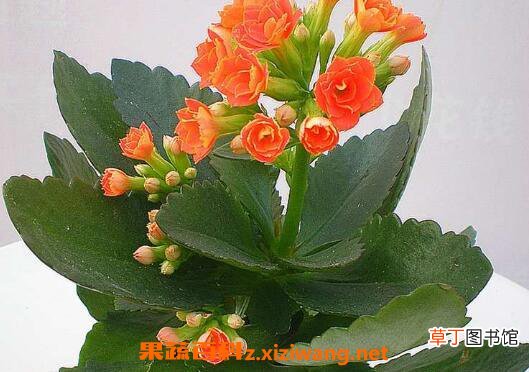 长寿花的养殖方法 养殖长寿花要注意什么