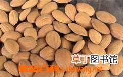 桃仁的功效与作用