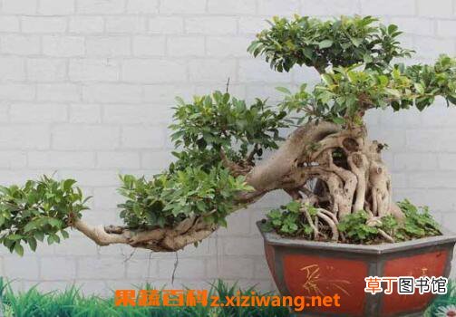 如何制作榕树盆景 榕树盆景的制作方法