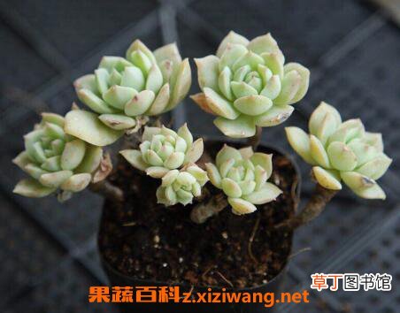 多肉植物怎么养 多肉植物的养殖方法