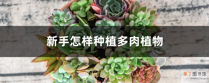 新手怎样种植多肉植物