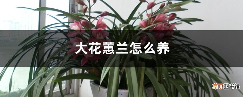 大花蕙兰怎么养