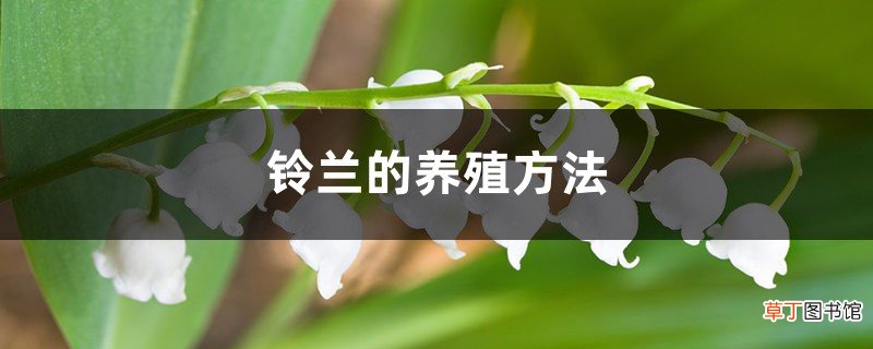 铃兰的养殖方法