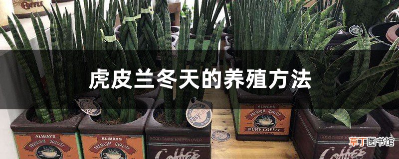 虎皮兰冬天的养殖方法