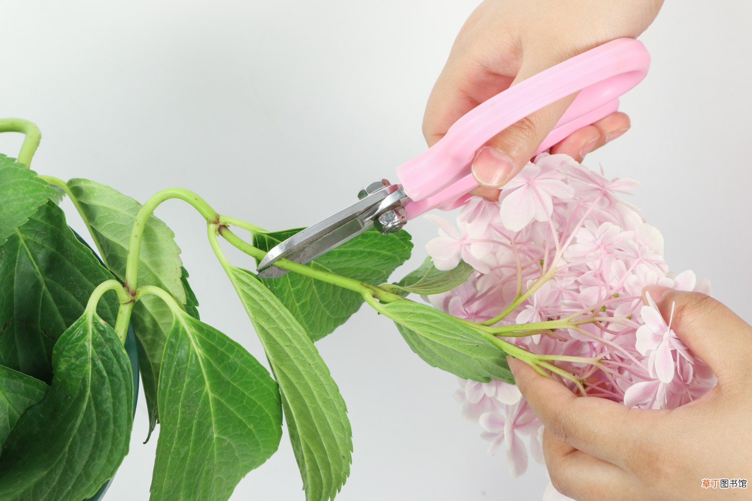 绣球花水养注意事项