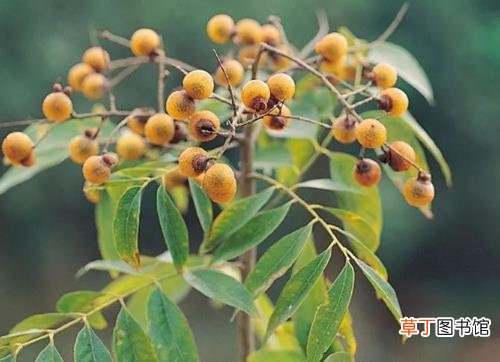 无患子洗脸的副作用